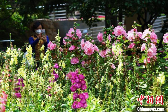 圖為市民在西寧園林植物園內(nèi)賞花拍照?！●R銘言 攝