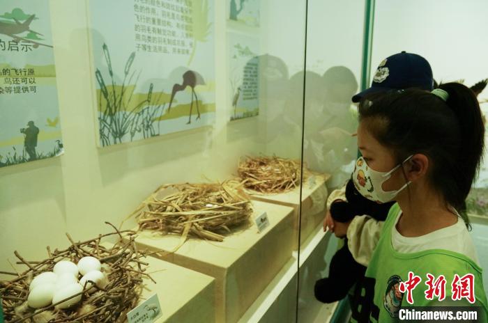 圖為小朋友在青海西寧湟水國家濕地公園科普館內(nèi)參觀學(xué)習(xí)。　馬銘言 攝