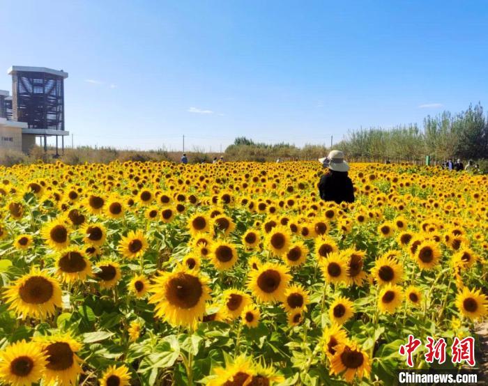 圖為格爾木境內(nèi)的向日葵花海?！「駹柲救诿襟w中心供圖