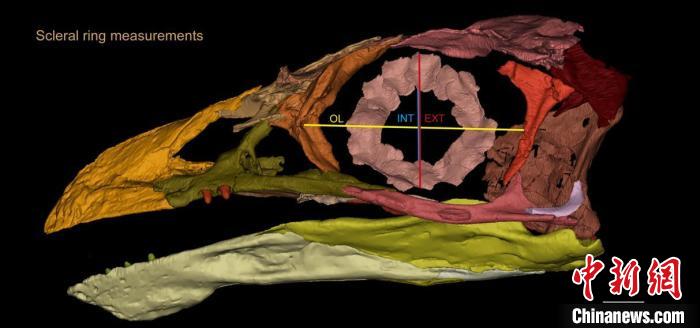熱河鳥(niǎo)STM3-8化石標(biāo)本的鞏膜環(huán)復(fù)原及測(cè)量示意圖?！『?供圖