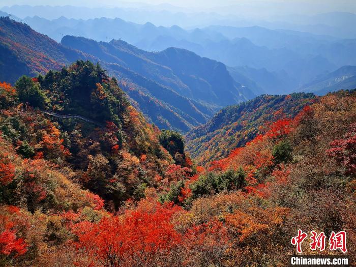 巴山大峽谷漫天紅葉?！埰?攝