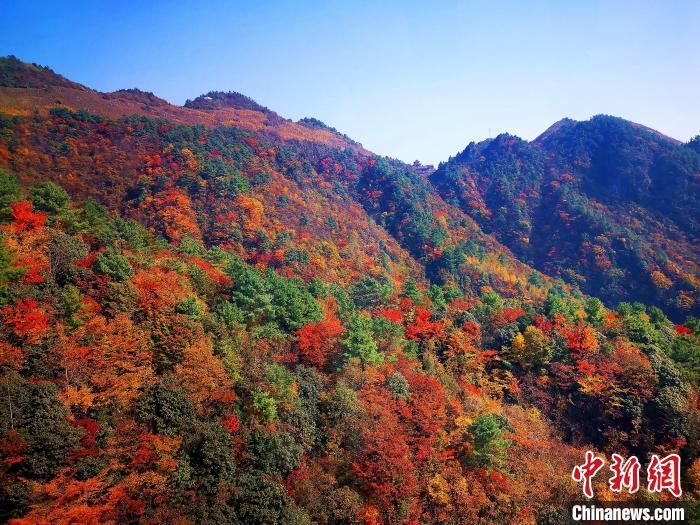 巴山大峽谷漫天紅葉?！埰?攝