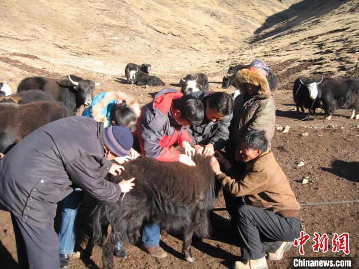 資料圖為研究團隊在青南高原地區(qū)開展了牦牛寄生蟲病流行病學(xué)和防治技術(shù)研究?！?青海省畜牧獸醫(yī)科學(xué)院供圖