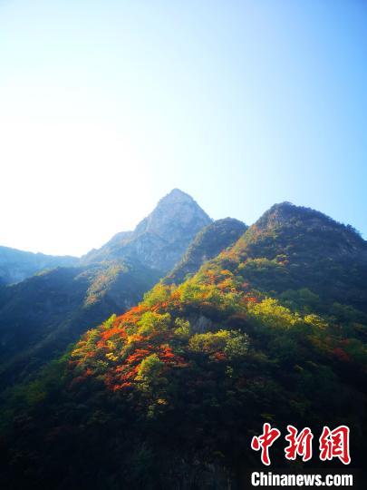 四川萬(wàn)源：紅葉觀賞正當(dāng)時(shí)滿山紅葉層林盡染