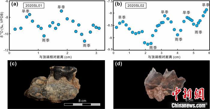 本次研究中的犀牛牙齒化石及氧同位素特征?！≈锌圃呵嗖馗咴?供圖