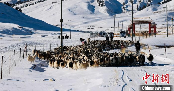 圖為村民在雪地上放牧?！《继m縣融媒體中心供圖