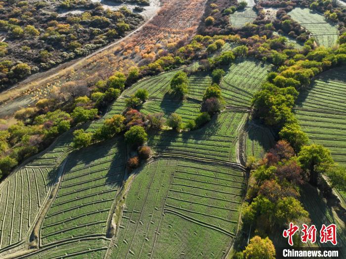 圖為11月8日，雅魯藏布江畔的高原梯田?！《拘?攝