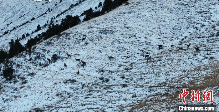 圖為巖羊和馬鹿集體在雪地里休憩?！《继m縣融媒體中心 供圖