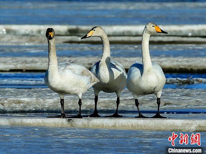 圖為三只天鵝在湖面上曬太陽。　何啟金 攝