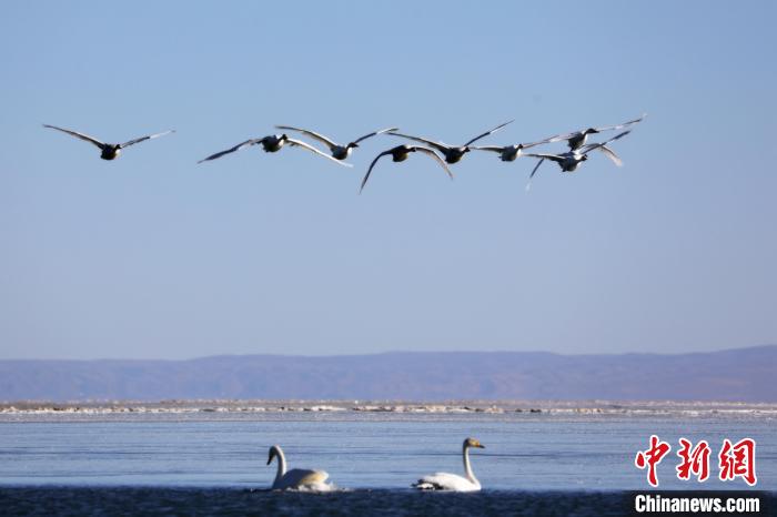 圖為大天鵝在青海湖上空飛翔?！●R怡睿 攝