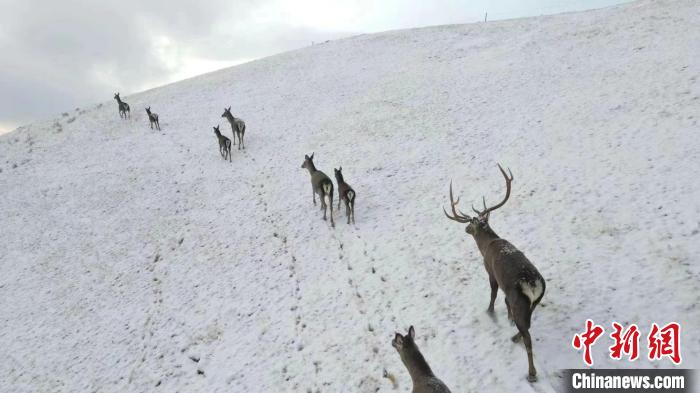 圖為馬鹿群在雪地里行走?！〔湃?攝