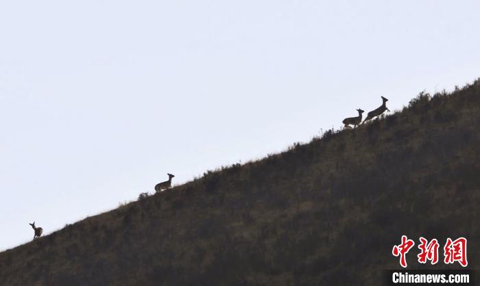 圖為狍鹿在山坡上漫步?！〔彭?xiàng)南加 攝