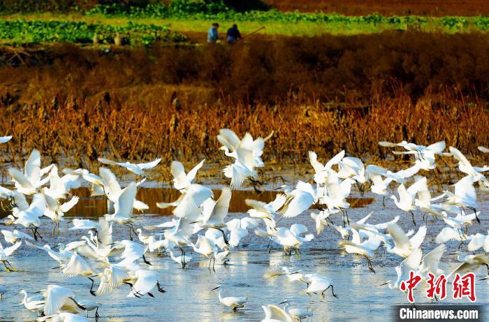 成都白鷺灣濕地公園?！“討?攝