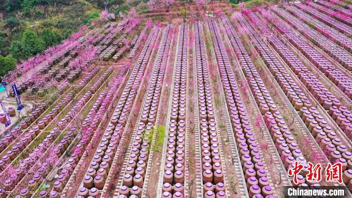 灼灼桃花惹人醉。　劉媛 攝