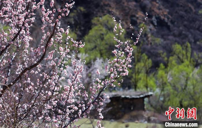 白玉縣河谷間盛開的桃花?！“子袢诿?攝