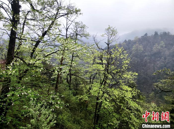 珙桐花朵潔白素雅，與青山雨霧融為一體。　呂楊 攝