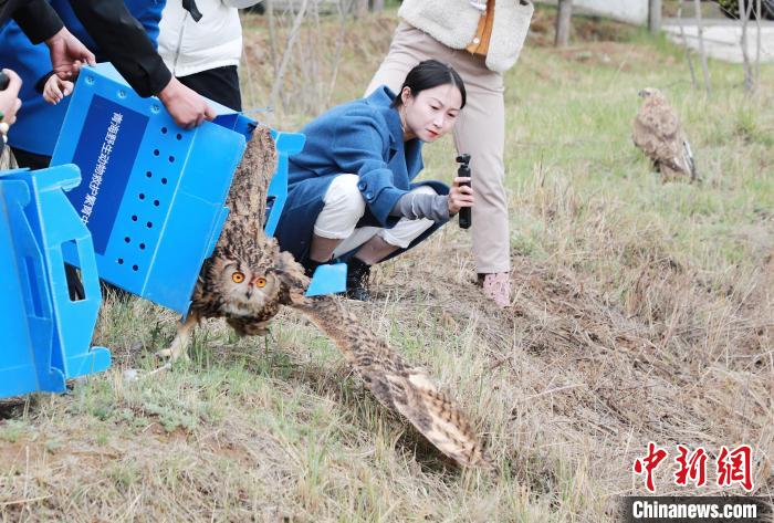 圖為西寧野生動(dòng)物園救護(hù)的雕鸮在西寧市放歸大自然。　馬銘言 攝