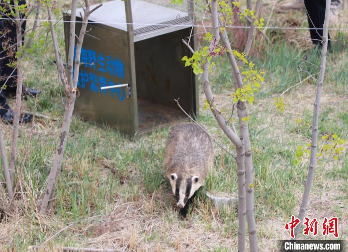 圖為西寧野生動(dòng)物園救護(hù)的狗獾在西寧市放歸大自然。　馬銘言 攝