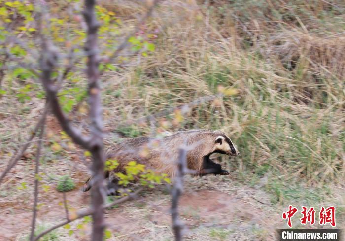 圖為西寧野生動(dòng)物園救護(hù)的狗獾在西寧市放歸大自然。　馬銘言 攝