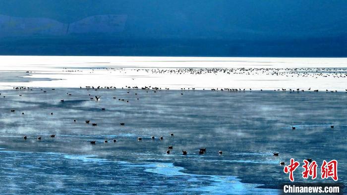 青海海晏成群鳥(niǎo)類(lèi)東大灘水庫(kù)“泡湯”嬉戲