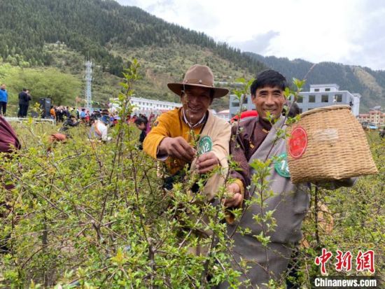 圖為當?shù)剞r(nóng)牧民進行藏雪茶采摘比賽?！⊥鮿x 攝