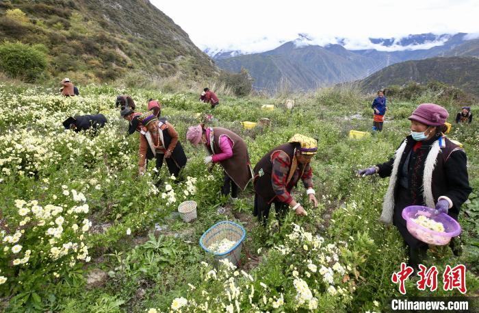 “落戶”黑水的杭白菊。桐鄉(xiāng)市宣傳部提供