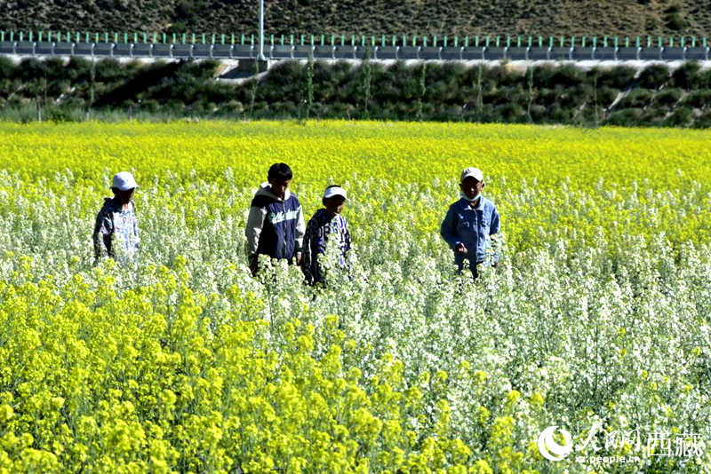 小孩在油菜花田嬉戲。人民網(wǎng) 李海霞攝