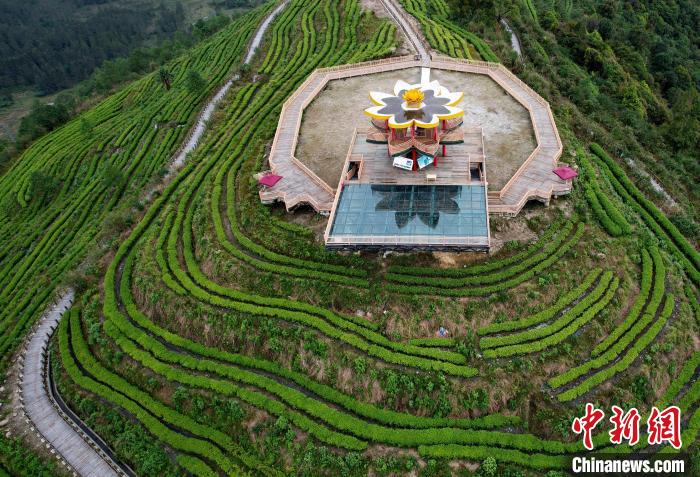 圖為西藏林芝市墨脫縣背崩鄉(xiāng)格林村山頂?shù)木坝^茶園。(無(wú)人機(jī)照片) 李林 攝