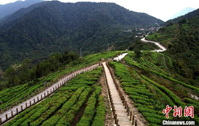 圖為西藏林芝市墨脫縣背崩鄉(xiāng)格林村山頂?shù)木坝^茶園。(無(wú)人機(jī)照片) 李林 攝