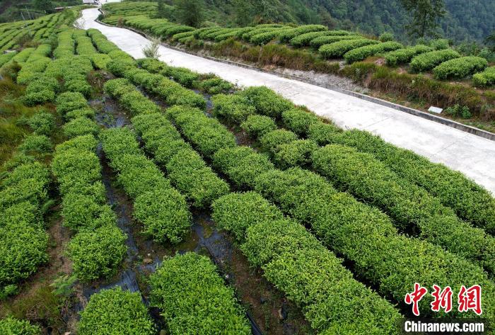 圖為西藏林芝市墨脫縣背崩鄉(xiāng)格林村山頂?shù)木坝^茶園。(無(wú)人機(jī)照片) 李林 攝