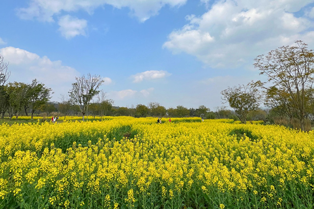 每到油菜花季，就有市民相約到重慶廣陽島上踏青賞花。鄒樂攝