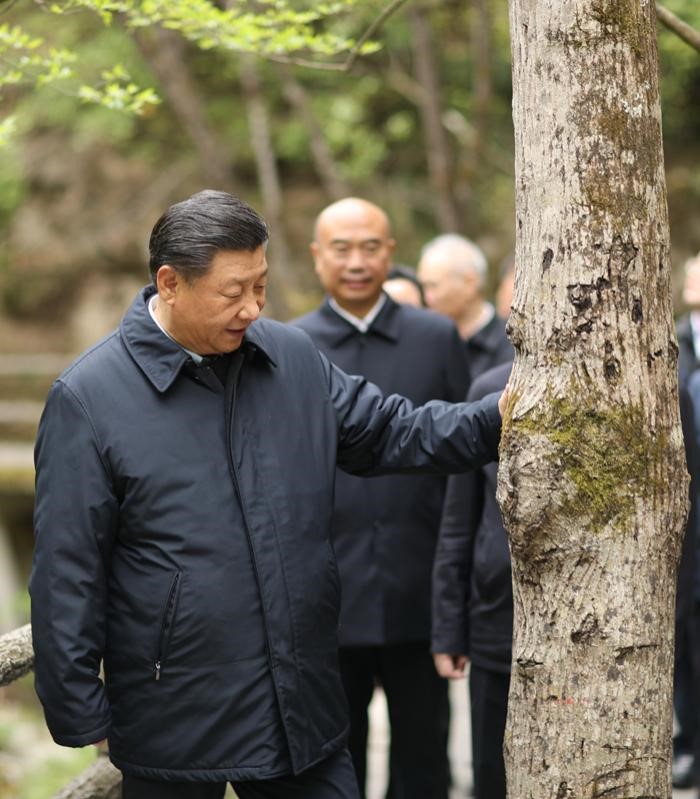 2020年4月20日，中共中央總書記、國家主席、中央軍委主席習(xí)近平在陜西考察調(diào)研。這是習(xí)近平在位于商洛市柞水縣的秦嶺牛背梁國家級自然保護區(qū)，考察秦嶺生態(tài)保護情況。 新華社記者 鞠鵬 攝