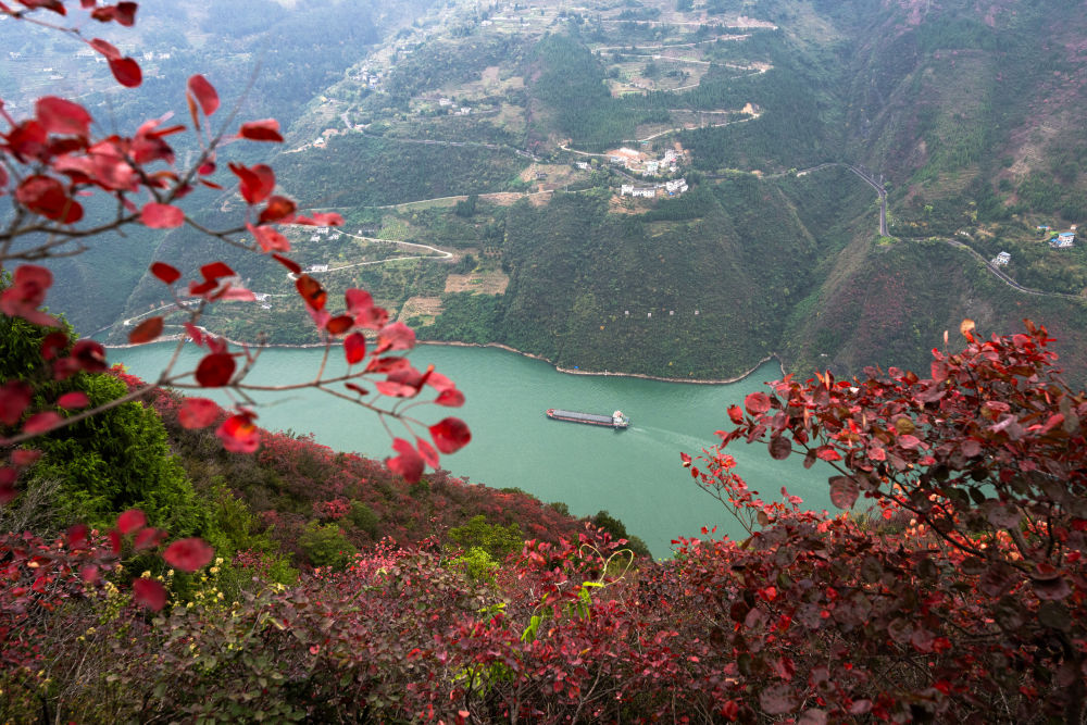 船舶行駛在紅葉掩映下的長江三峽重慶市巫山縣水域（2023年11月30日攝）。新華社記者 肖藝九 攝