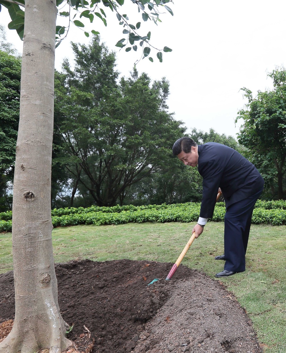 2012年12月8日，習近平在深圳蓮花山公園種下一棵高山榕樹。