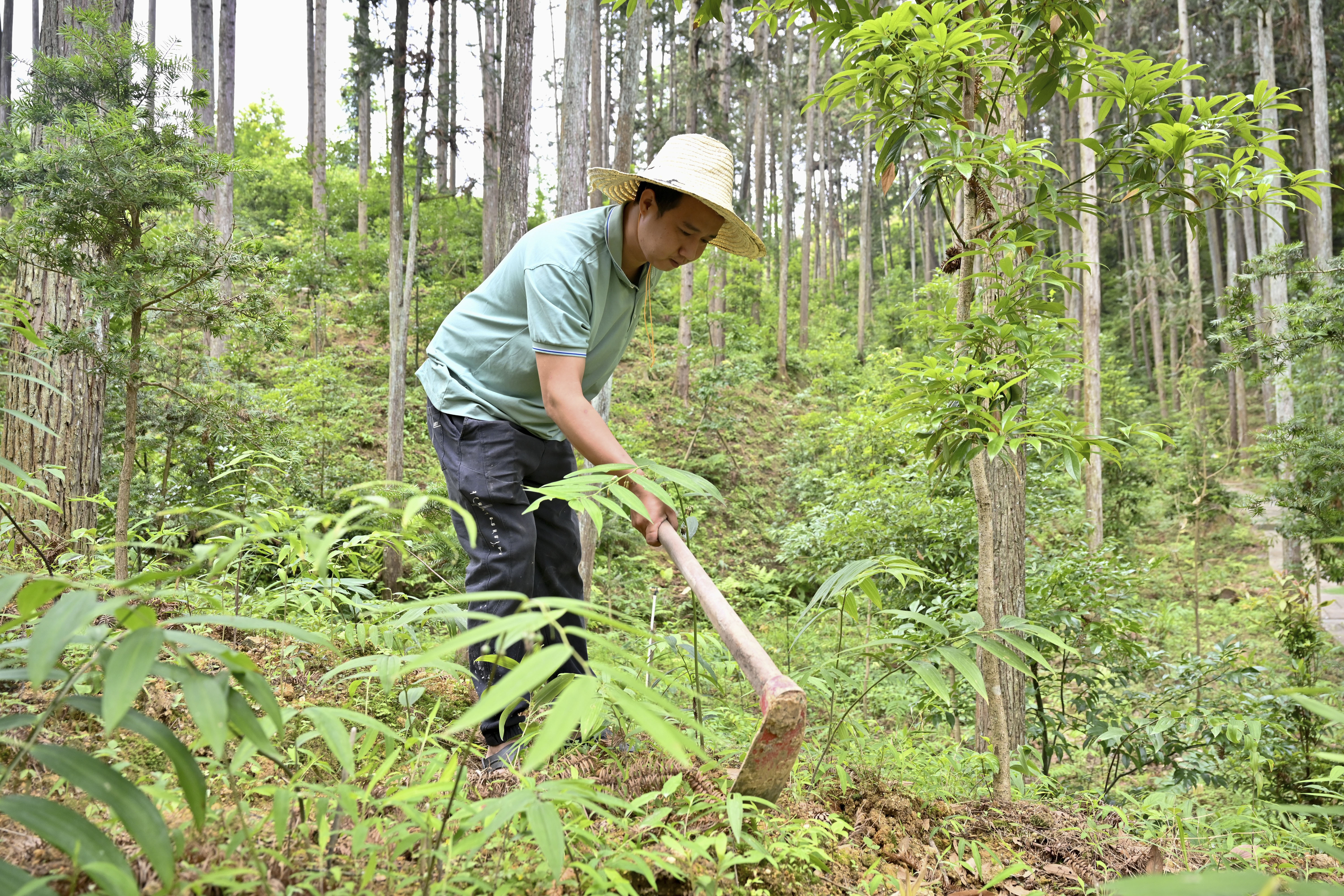 2024年5月9日，福建省三明市馬巖林下經(jīng)濟種植示范基地工人在管理林下種植的多花黃精。