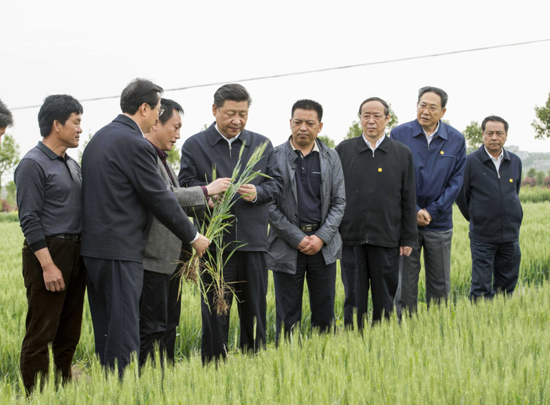 2016年4月25日下午，習(xí)近平在安徽滁州市鳳陽縣小崗村察看小麥長勢。左一為種糧大戶程夕兵。新華社記者 李學(xué)仁 攝