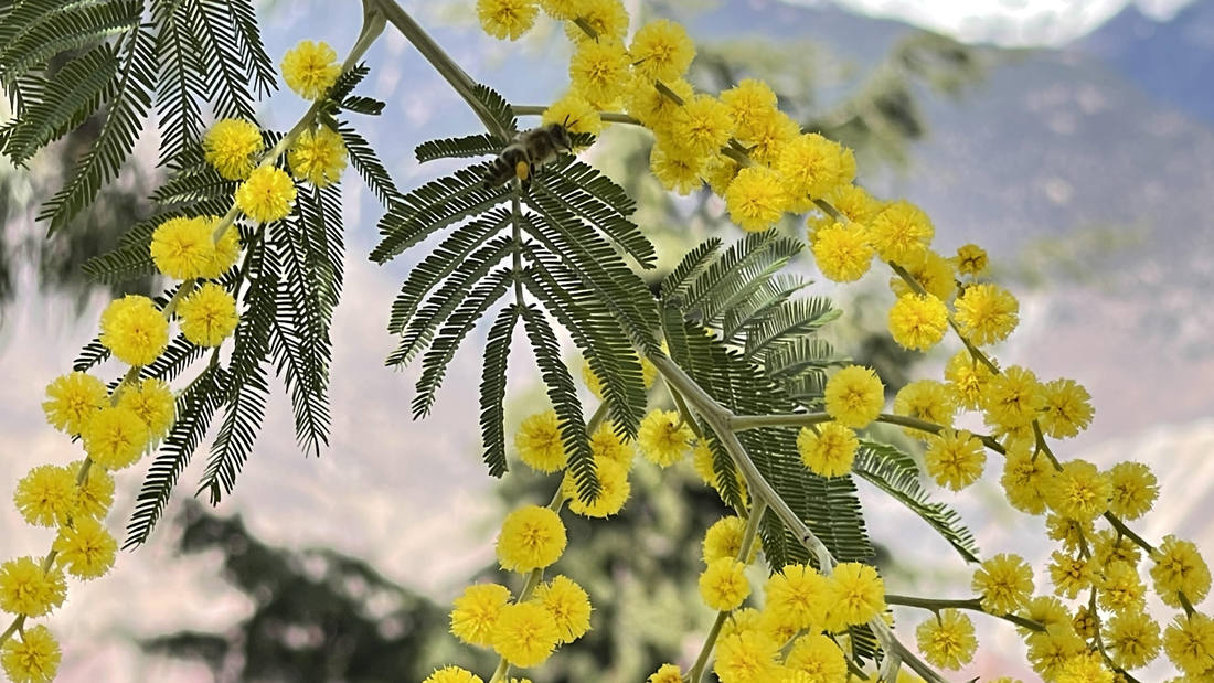 蜜蜂在金合歡花枝上休憩。