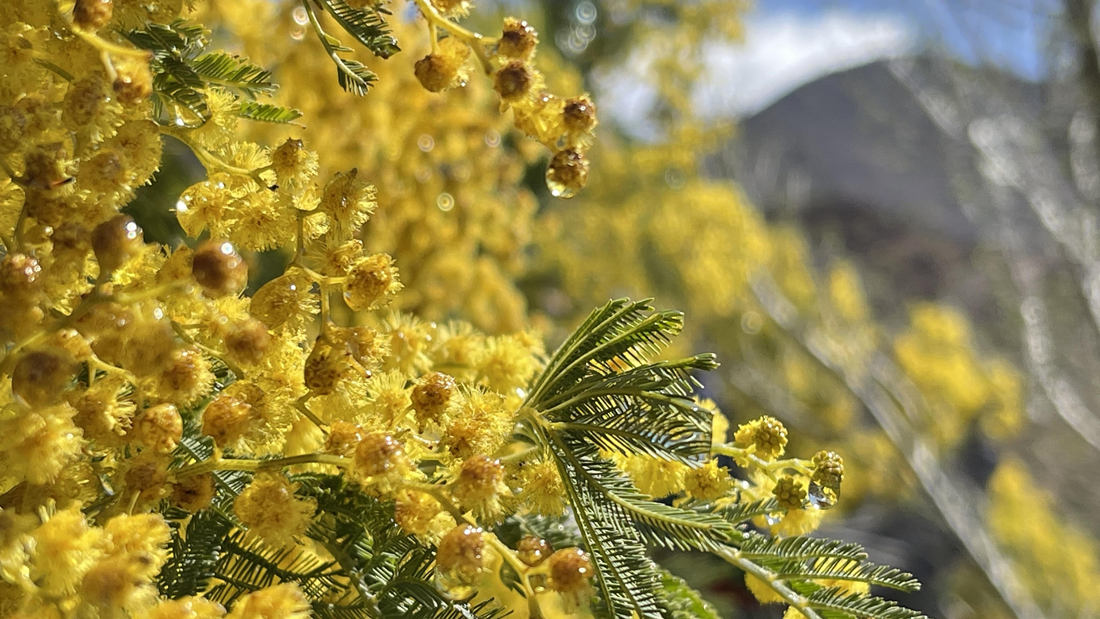 清晨帶著露珠的金合歡花。