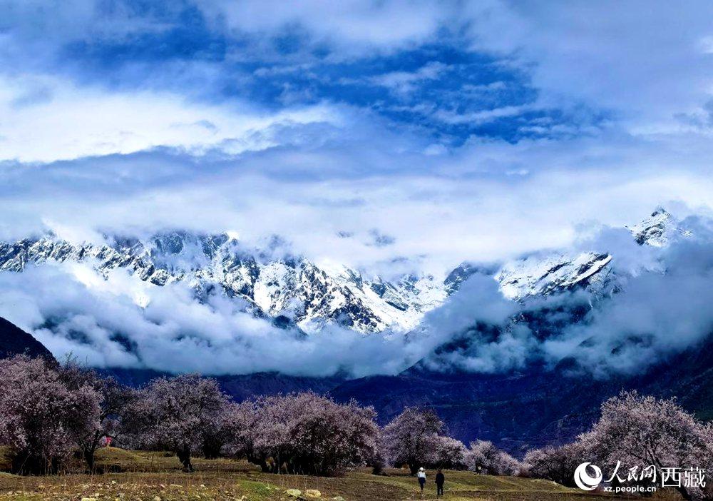 雪山下的桃花。人民網(wǎng) 李海霞攝