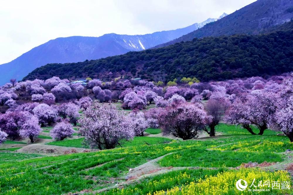 一樹樹野桃花開得正艷。人民網(wǎng) 李海霞攝