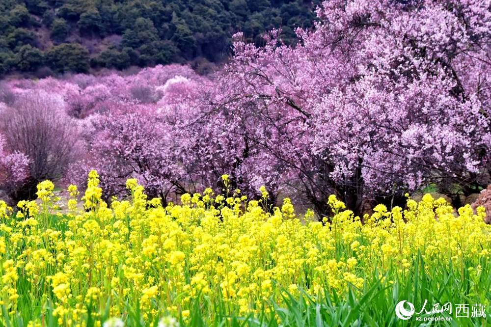 桃花與油菜花交相輝映。人民網(wǎng) 李海霞攝