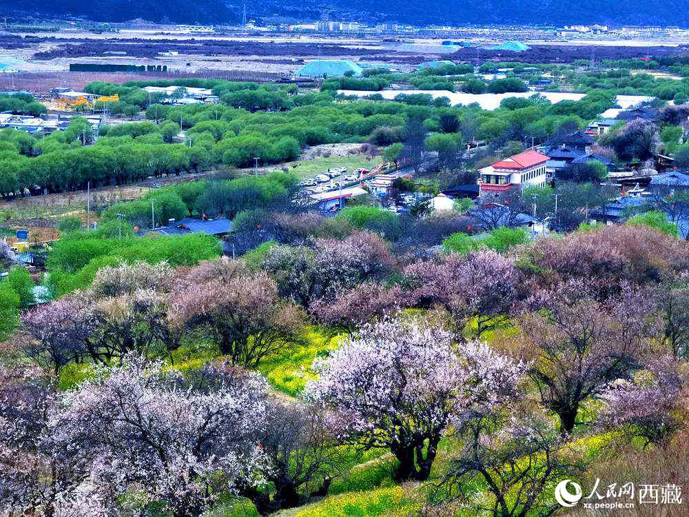 漫山開放的野桃花。人民網(wǎng) 李海霞攝