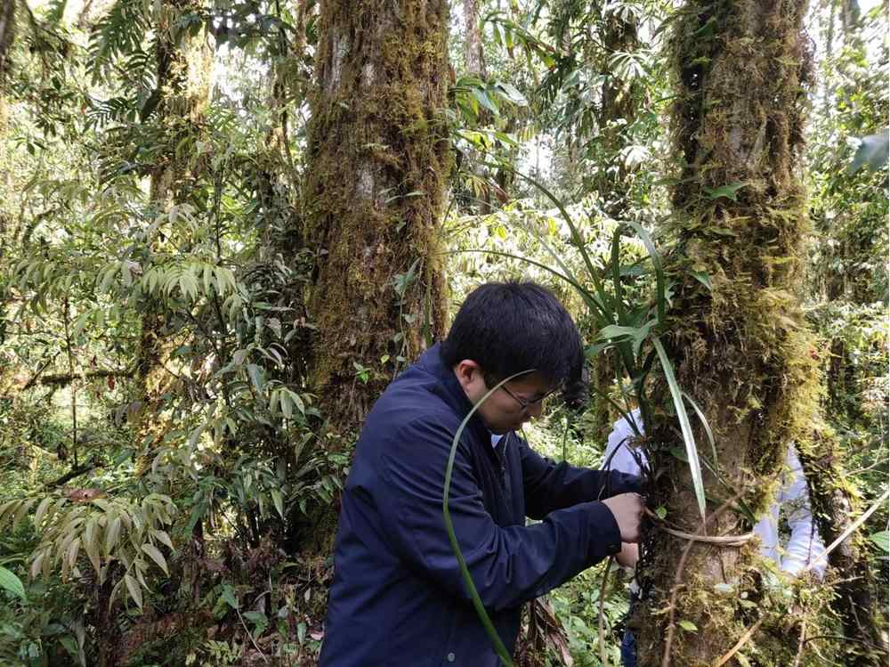 蘭花歸野。圖片由山水自然保護(hù)中心提供