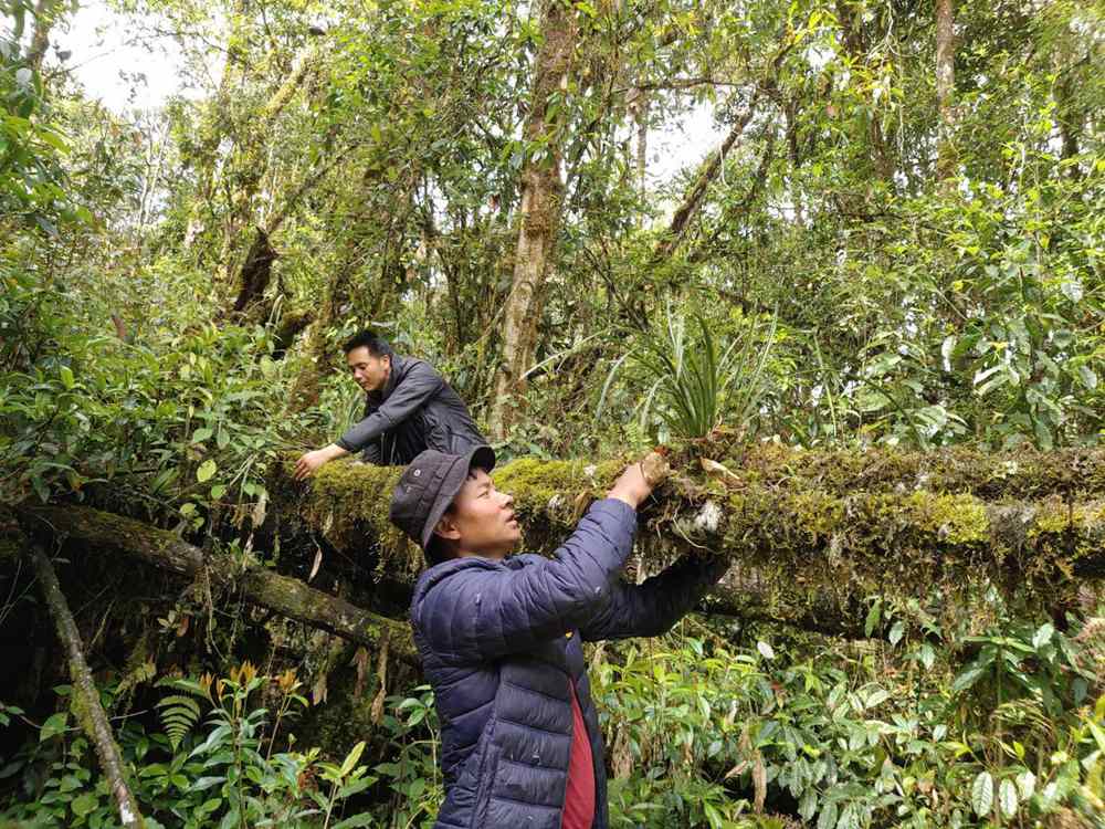 蘭花歸野。圖片由山水自然保護(hù)中心提供