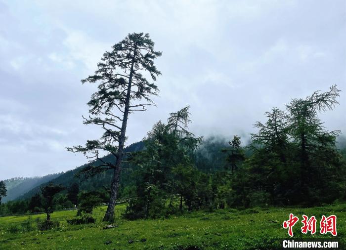 6月10日，魯朗小鎮(zhèn)高山牧場(chǎng)景區(qū)風(fēng)光?！∪轿木?攝