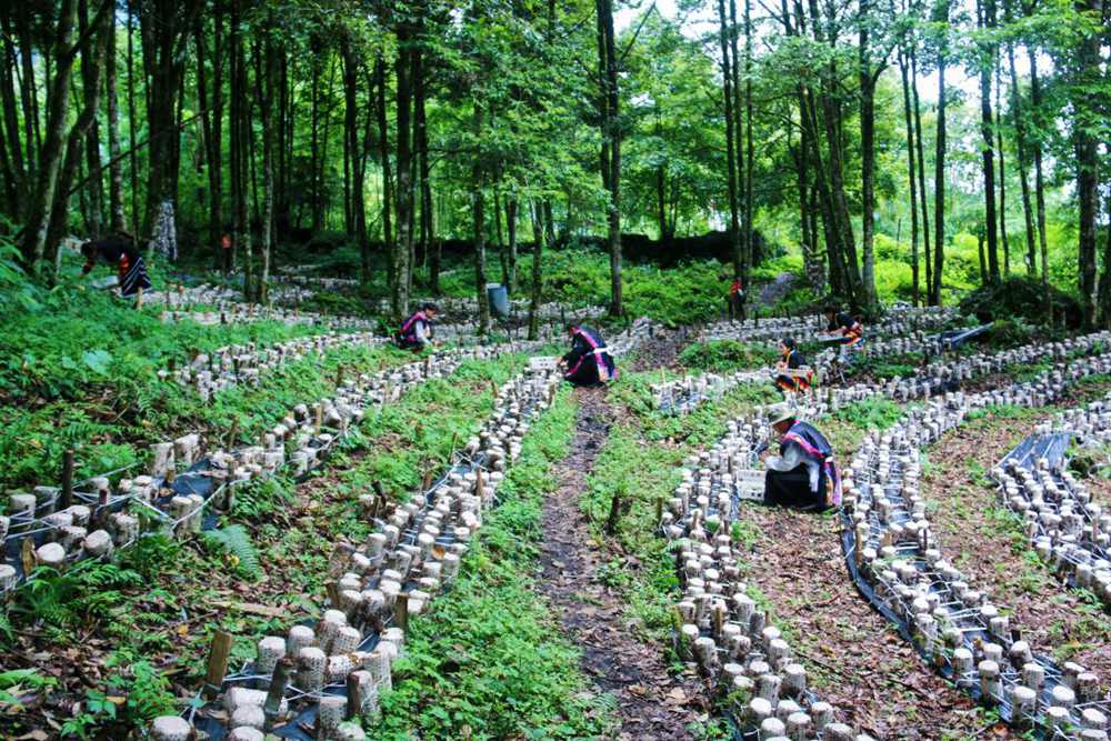 木耳種植基地。次仁央宗攝