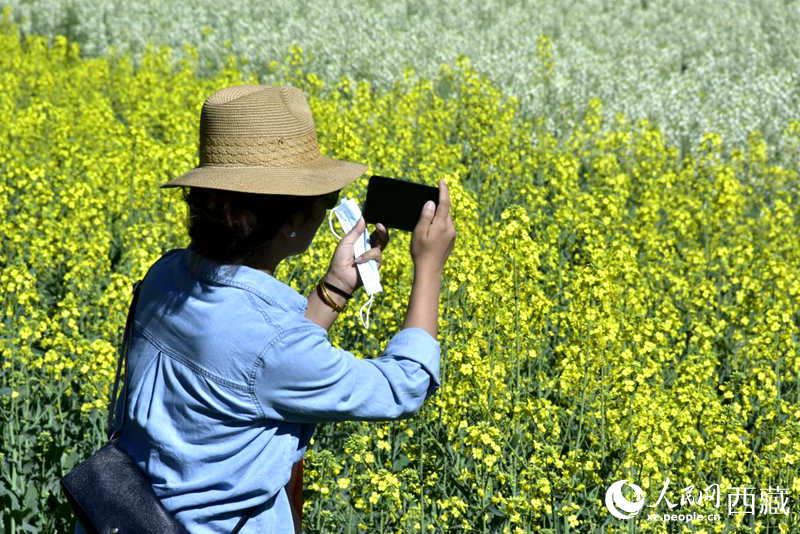 大片油菜花吸引游客到來。人民網(wǎng) 李海霞攝