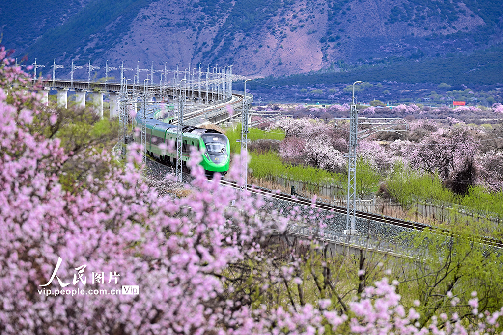 西藏林芝：雪域高原列車(chē)穿越花?！?】