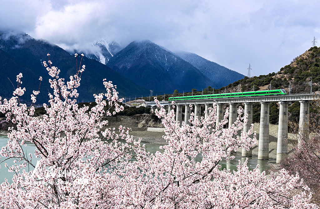 西藏林芝：雪域高原列車(chē)穿越花?！?】