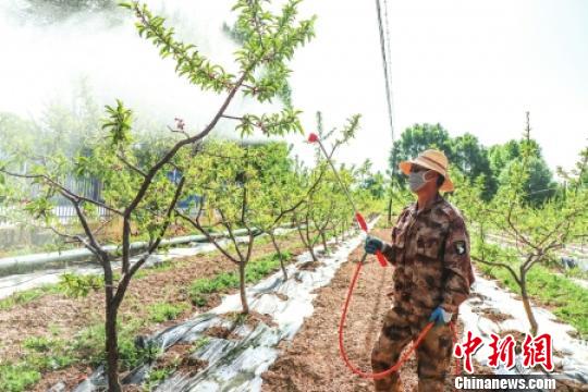 青藏高原藏族村：發(fā)展特色種植拓寬村民致富路